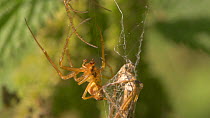 Male Garden spider (Araneus) courting female by drumming on web strands, England, UK, September.