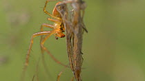 Close up of a male Garden spider (Araneus) courting a female, England, UK, September.