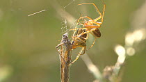 Male Garden spider (Araneus) courting a female, England, UK, September.