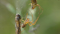 Male Garden spider (Araneus) courting a female by waving legs, England, UK, September.