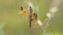 Male Garden spider (Araneus) courting a female, England, UK, September.