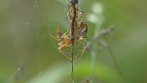 Pair of Garden spiders (Araneus) feeding together, England, UK, September.