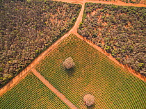 Aerial view of Sisal (Agave sisalana) plantation alongside spiny forest containing Octopus trees (Didiera madagascariensis) Berenty, Madagascar, October 2015.