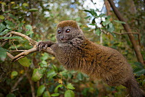 Eastern lesser bamboo lemur (Hapalemur griseus) lying on branch, Andasibe-Mantadia National Park, Alaotra-Mangoro Region, Madagascar. Vulnerable species.