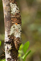 Mossy leaf-tailed gecko (Uroplatus sikorae) camouflaged on tree trunk, Andasibe-Mantadia National Park, Alaotra-Mangoro Region, Madagascar.