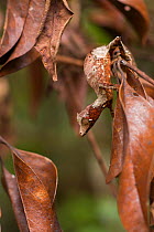 Satanic leaf-tailed gecko (Uroplatus phantasticus) on twig, Andasibe-Mantadia National Park, Alaotra-Mangoro Region, Madagascar.