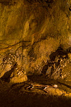 European cave lion (Panthera leo spelaea) skeleton in Arrikrutz cave, Onati, Gipuzkoa, Basque Country, Spain, March 2015.