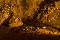 European cave lion (Panthera leo spelaea) skeleton in Arrikrutz cave, Onati, Gipuzkoa, Basque Country, Spain, March 2015.