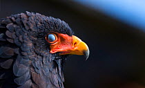 Bateleur eagle (Terathopius ecaudatus) portrait with nictitating membrane closed, Captive, occurs in Africa.