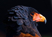 Bateleur eagle (Terathopius ecaudatus) head portrait, Captive, occurs in Africa.