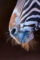 Grevy's zebra (Equus grevyi) close up of muzzle, Captive, occurs in Kenya and Ethiopia, Endangered species.