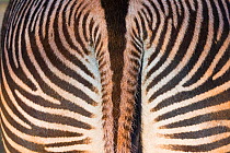 Grevy's zebra (Equus grevyi) close up of tail, Captive, occurs in Kenya and Ethiopia, Endangered species.