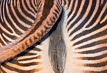 Grevy's zebra female (Equus grevyi) close up of tail swinging, Captive, occurs in Kenya and Ethiopia, Endangered species.