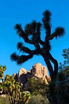 Joshua tree (Yucca brevifolia) silhouetted again sky, Joshua Tree National Park, California, USA, February 2015.