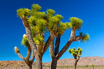 Joshua trees (Yucca brevifolia) Joshua Tree National Park, California, USA, February 2015.