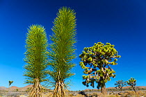 Joshua tree (Yucca brevifolia) saplings and larger trees, Joshua Tree National Park, California, USA, February 2015.
