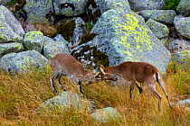 Two young Iberian / Spanish ibex (Capra pyrenaica) fighting, Sierra de Gredos, Avila, Castile and Leon, Spain, September.