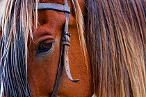 Close up of horse wearing bridle, Sierra de Gredos, Avila, Castile and Leon, Spain.