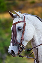 Portrait of a horse wearing bridle, Sierra de Gredos, Avila, Castile and Leon, Spain.