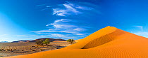 Sand dunes with some desert vegetation at base, Namib-Naukluft National Park, Namibia, June 2015.