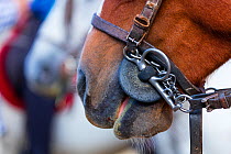 Close up of a bridled horse wearing a pelham bit. Sierra de Gredos, Avila, Castile and Leon, Spain.