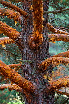 Scots pine (Pinus sylvestris) close up of trunk and branches with peeling bark, Sierra de Gredos, Avila, Castile and Leon, Spain, September 2015.