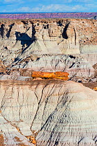 Petrified wood in badlands landscape, Petrified Forest National Park, Arizona, USA, February 2015.