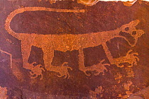 Cougar petroglyph exhibited in Painted Desert Inn, Petrified Forest National Park, Arizona, USA, February 2015.