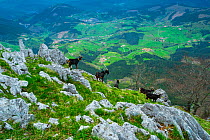 Domestic goats on rocky hill side, Orisol / Orixol mountain, Alava, Basque Country, Spain, April 2015.