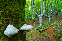 European beech (Fagus sylvatica) trunk covered in moss with bracket fungi growing on trunk, Beech forest, Oianleku, Penas de Aia Natural Park, Gipuzkoa, Basque Country, Spain, April.