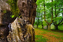 European beech (Fagus sylvatica) tree trunk with moss and seedlings growing on it in beech forest, Oianleku, Penas de Aia Natural Park, Gipuzkoa, Basque Country, Spain, April.
