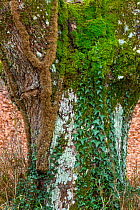 Close up of Oak (Quercus sp) trunk with Ivy (Hedera sp) and moss growing on it, Gobia Natural Park, Basque Country, Spain, March.