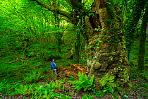 Woman standing near large Sweet chestnut (Castanea sativa) tree, Chestnut forest, Onati, Gipuzkoa, Basque Country, Spain, May.
