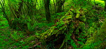 Moss covered fallen tree and ferns growing in Chestnut forest, Onati, Gipuzkoa, Basque Country, Spain, May.