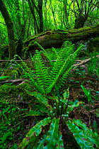 Ferns growing near fallen tree in Chestnut forest, Onati, Gipuzkoa, Basque Country, Spain, Europe