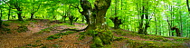Beech forest, Aratz Aizkorri Natural Park, Gipuzkoa, Basque Country, Spain, May.