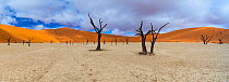 Dead Camel thorn trees (Vachellia / Acacia erioloba) with distant sand dunes, Deadvlei, Namib-Naukluft National Park, Namibia, Africa, June 2015.