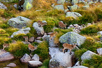 Iberian / Spanish ibex (Capra pyrenaica) group including babies feeding on long grass, Sierra de Gredos, Avila, Castile and Leon, Spain, September.