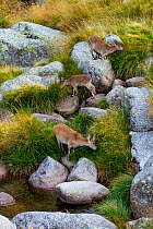 Three Iberian / Spanish ibex (Capra pyrenaica) feeding on long grass, including mother and baby, Sierra de Gredos, Avila, Castile and Leon, Spain, September.