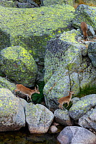 Three Iberian / Spanish ibex (Capra pyrenaica) one feeding, two crossing rocks, Sierra de Gredos, Avila, Castile and Leon, Spain, September.