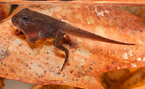 American toad tadpole (Anaxyrus americanus) with right arm ready to pop through spiracle, Philadelphia, Pennsylvania, USA, July.e