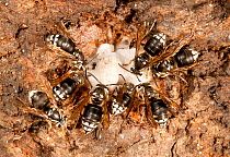 Bald-faced hornets (Dolichovespula maculata) around alcoholic flux, a stress related disease that causes foam like sap to bleed from wounds in the bark, Washington State Park, Pennsylvania, USA, July.