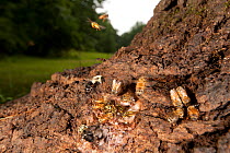 Honey bees (Apis melifera) bumblebee (Bombus) and wasps around alcoholic flux, a stress related disease that causes foam like sap to bleed from wounds in the bark, Washington State Park, Pennsylvania,...