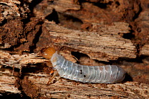 Bess beetle larva (Odontotaeniius disjunctus) in rotten log, Philadelphia, Pennsylvania, USA, July.