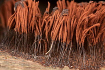 Chocolate tube slime mould (Stemonitis sporangia) Mohonk Reserve,  New York, USA, June.