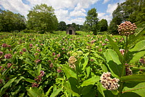Common milkweed field (Asclepias syriaca) Morris Arboretum, Pennsylvania, USA, June.