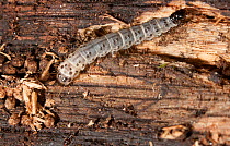 Dead-wood borer moth (Scoleocampa liburna) caterpillar in rotten log, Fort Washington, Pennsylvania, USA, August.