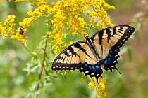 Eastern tiger swallowtail (Papilio glaucus) on early Goldenrod, French Creek State Park, Pennsylvania, USA, August.