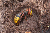 European hornet (Vespa crabro) queen  hibernating, Fairmount Park, Philadelphia, Pennsylvania, USA, December.