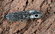 Eyed click beetle (Alaus oculatus) adult on rotten log, Pennsylvania, USA, August.
